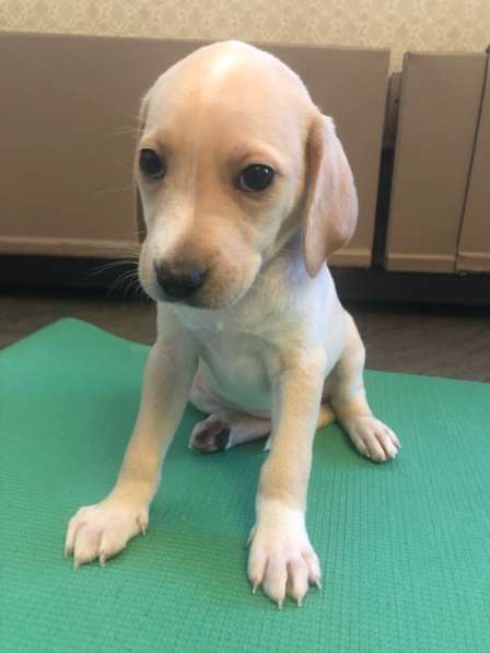 Отдам в добрые руки щенков в Москве