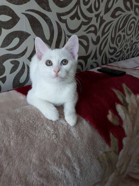 В добрые руки в Саратове фото 8