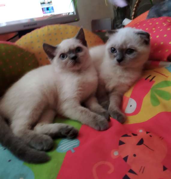 Продам двух шотландских вислоухих котят. Родословнач