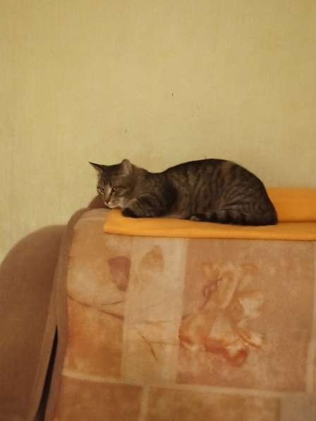 Животное не стелирезованное кот в Новокузнецке