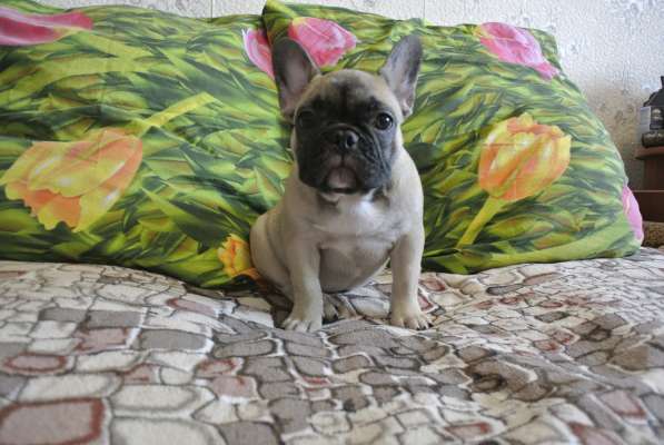 Продаётся девочка