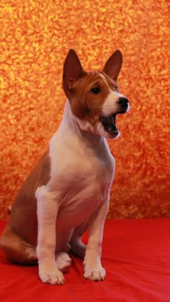 Продаю щенка басенджи в Санкт-Петербурге