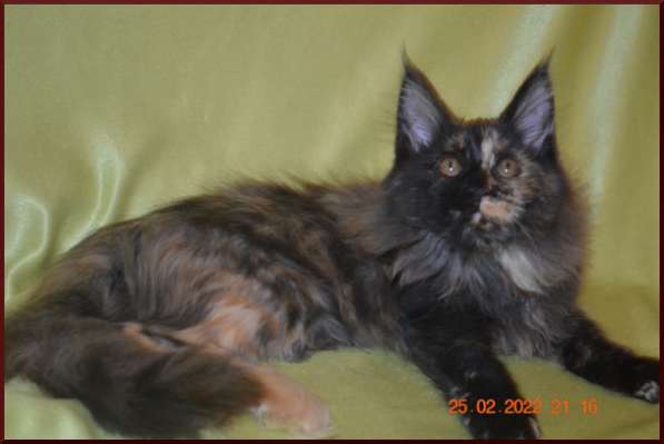 Роскошный черный котик мейн-кун из питомника в Астрахани фото 65