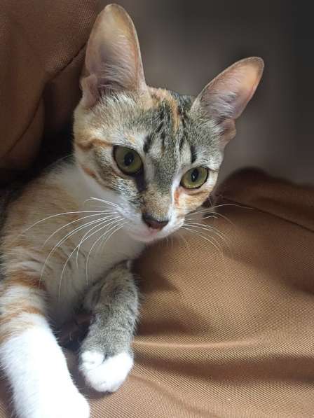 Юная кошка ищет дом в Подольске фото 4