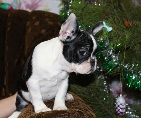 Щенки Французского бульдога питомник в Челябинске