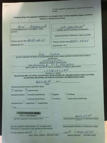 Цвергпинчер в фото 5