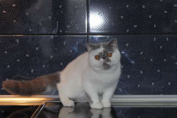 ТОПАЗ в Москве фото 12