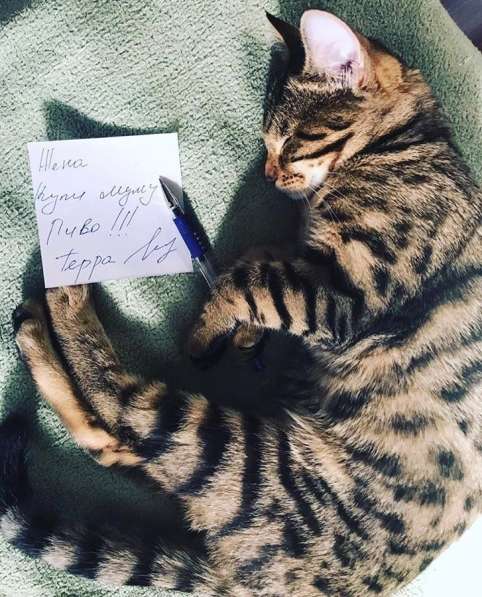 Котята в Москве фото 11
