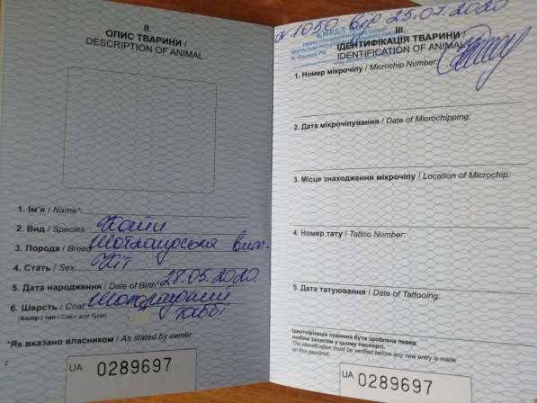 Шотландские котята в фото 3