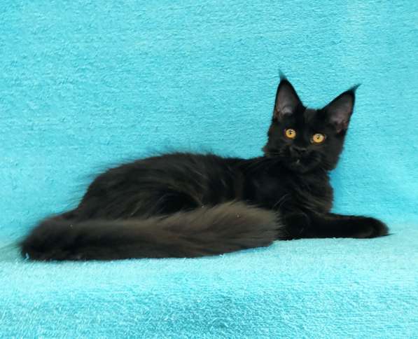 Кошечка мейн-кун из питомнника в Казани фото 7