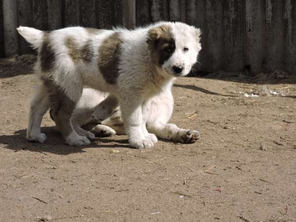 Азиаты-алабаи в Орле фото 11