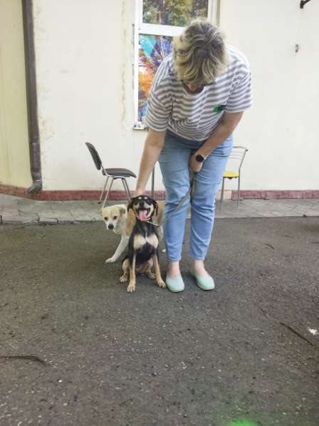 Маленькая собачка Джессика ищет семью! Вес 8 кг в Москве