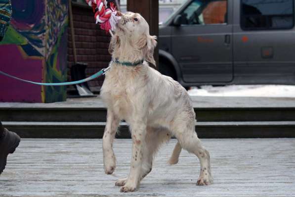 Английский сеттер щенки из элитного питомника в Москве фото 199