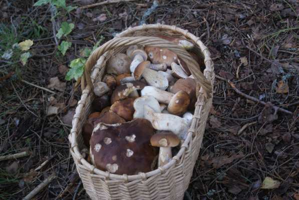 Свежие белые грибы, молодые подосиновики и подберезовики