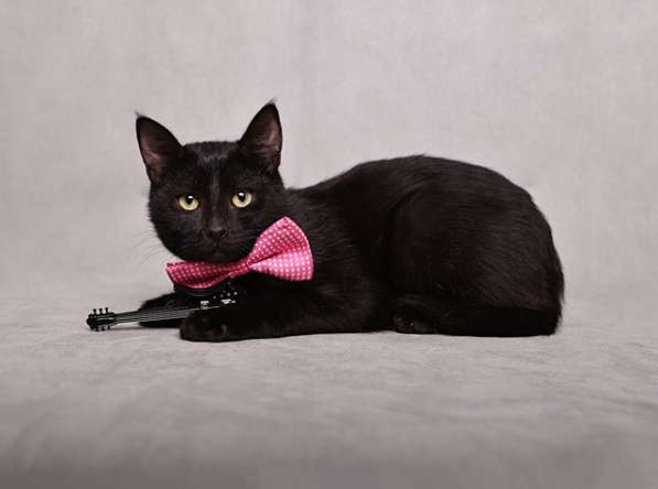 Ласковый и игривый черный котенок-подросток Степа в дар в Москве фото 4