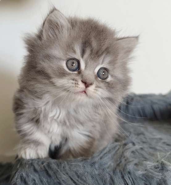 Шотландские чудесные котята в фото 18