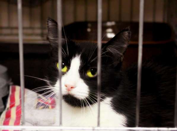 Подойдет ли вам кошечка Есения