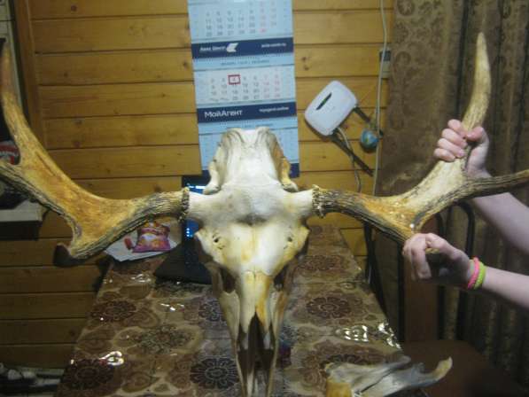 Продам рога лося вместе с черепом и челюстью в Переславле-Залесском фото 4