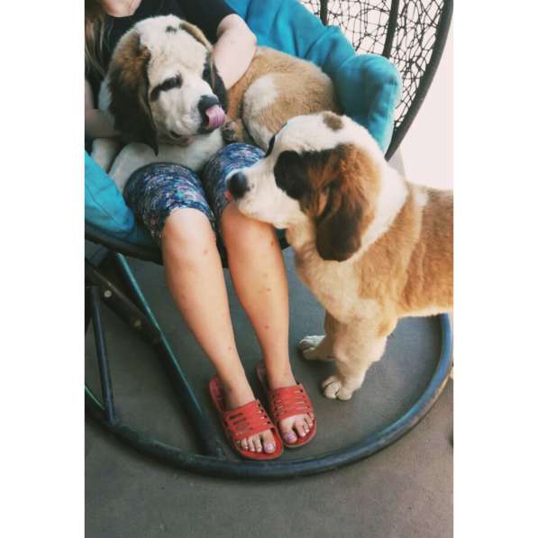 Щенки сенбернара в фото 33