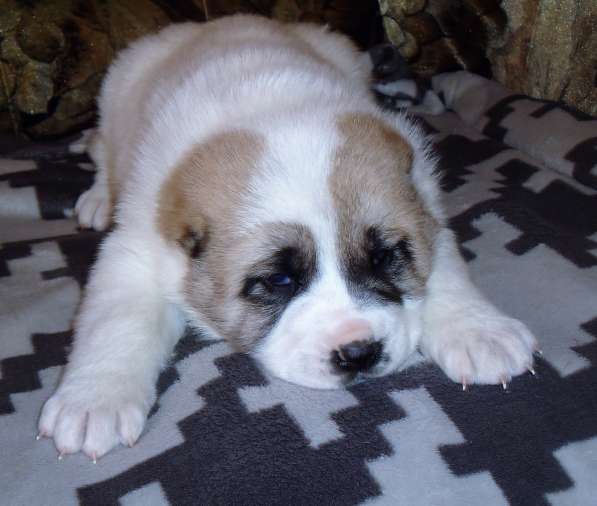 Щенки АЛАБАЯ в Барнауле фото 17