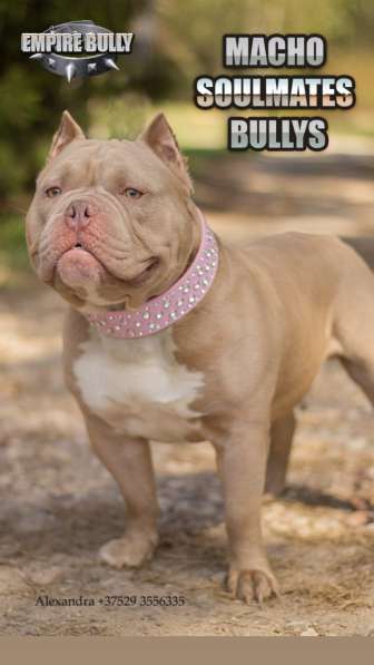 Американский булли. Щенки в фото 3