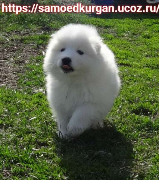 Щенки самоеда Не дорого в Кургане фото 9