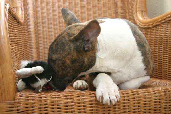 Standard Bullterrier. Female в Санкт-Петербурге фото 3