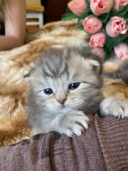 Продаются котята британские, вислоухие, родились 18.05)