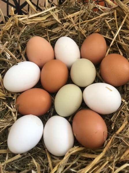 Домашние куриные яйца в Симферополе в Симферополе фото 4