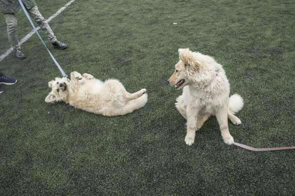 Небольшой как игрушечка пёсик в Санкт-Петербурге фото 12