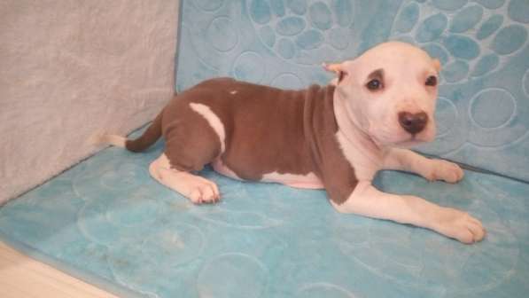 Красотка Амстаффа голубого окраса 3 месяца ркф в Москве фото 11