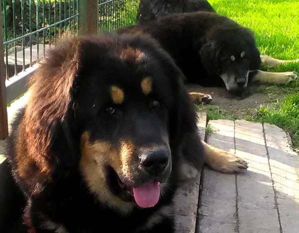 Тибетский мастиф - лучший страж на территории в Москве фото 175