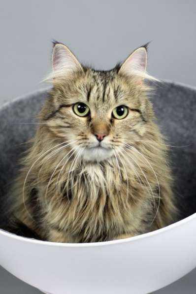 Сибирская красавица Буся окраса табби ищет дом