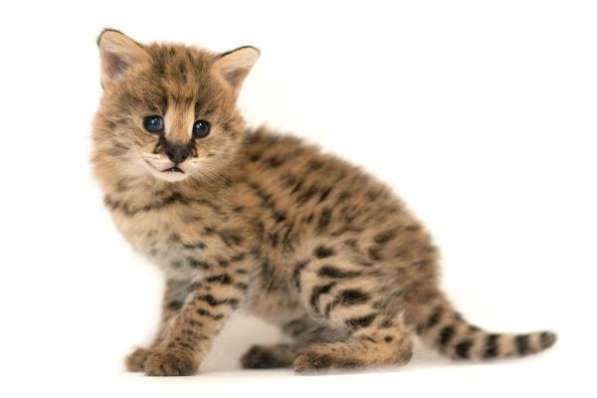 Сервал степной в Москве