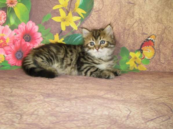 Сибирские котята