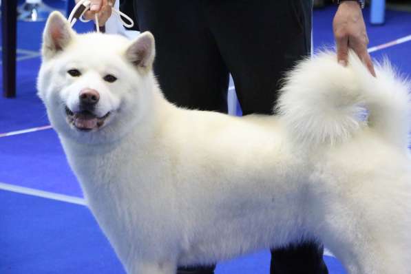 Продам щенков породы японская Акита-ину в фото 4