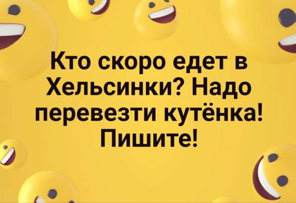Кто сможет перевезти щенка в Москве фото 3