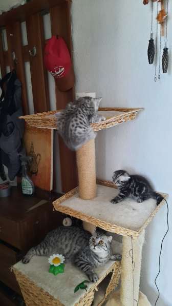 Котята бкх ищут новыи дом в фото 3