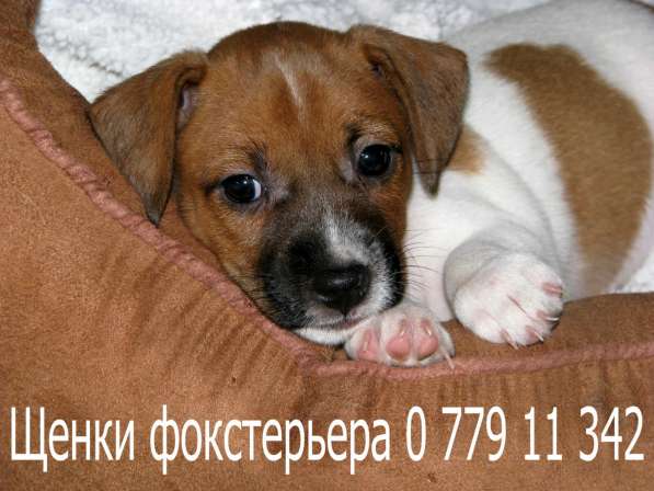 Я - ФОКСТЕРЬЕР маленький шикарный щенок от клубной вязки в фото 6