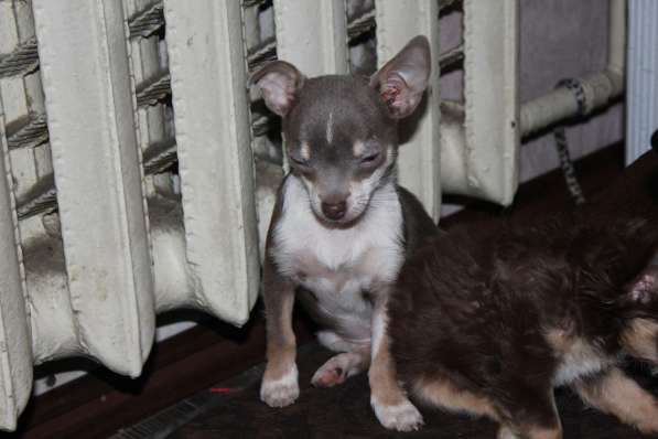 ЧИХУАХУА в Калуге фото 4