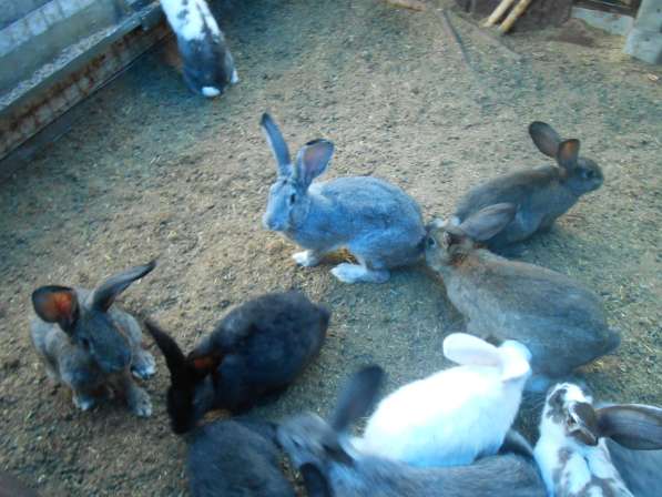 Продам кроликов в Магнитогорске