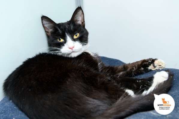 Киношный кот Нео в Москве