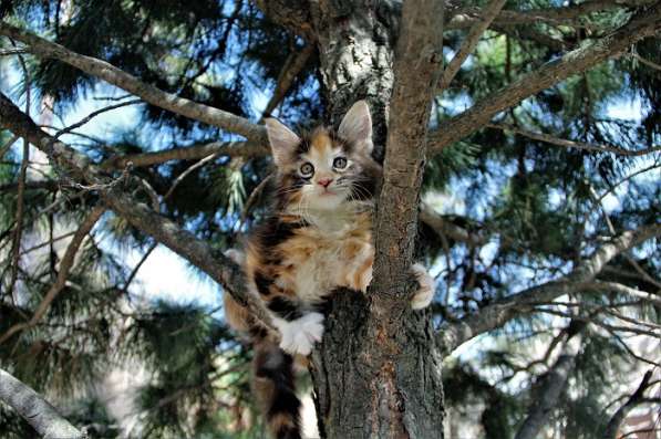 Котята мейн-куны, питомник IZ doma bennetti в Новосибирске фото 3
