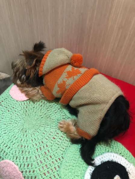 Одежда для собак в Орехово-Зуево фото 4