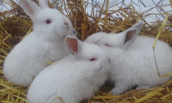 крольчата и взрослые кролики мясных пород в Пскове фото 3