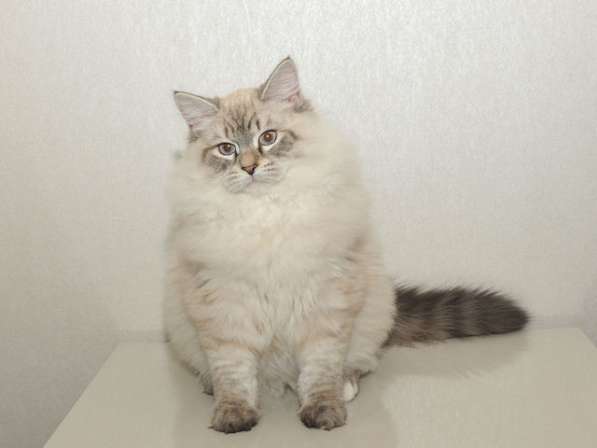 Сибирский котенок, мальчик в Москве