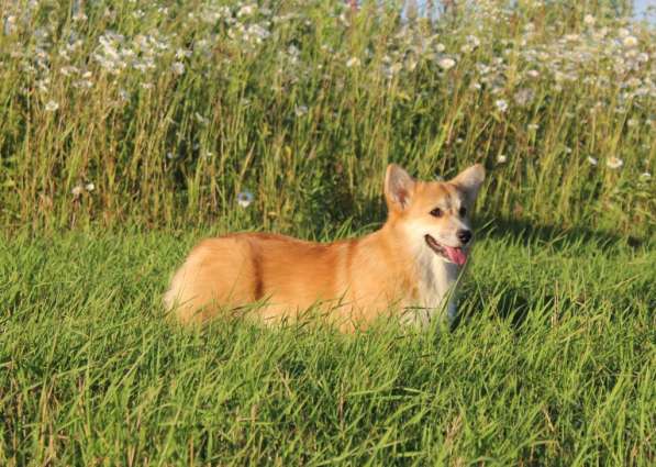 Щеночки Вельш корги пемброк в Москве фото 11