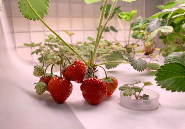Цветы, зелень, ягода без ГМО всегда на столе в Иркутске фото 5