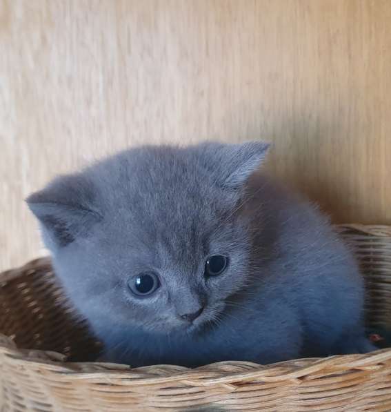 BKH Kitten Verkäufer в фото 9