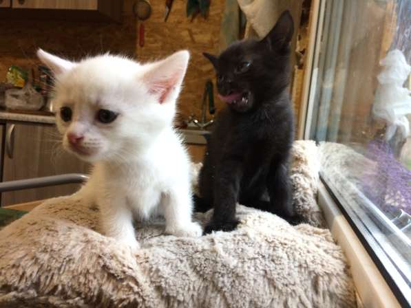 Котёнок в Егорьевске фото 21